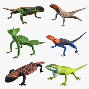 Lizards bundle 3D model