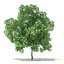 Trees 3D Models Collection FBX OBJ