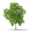 Trees 3D Models Collection FBX OBJ