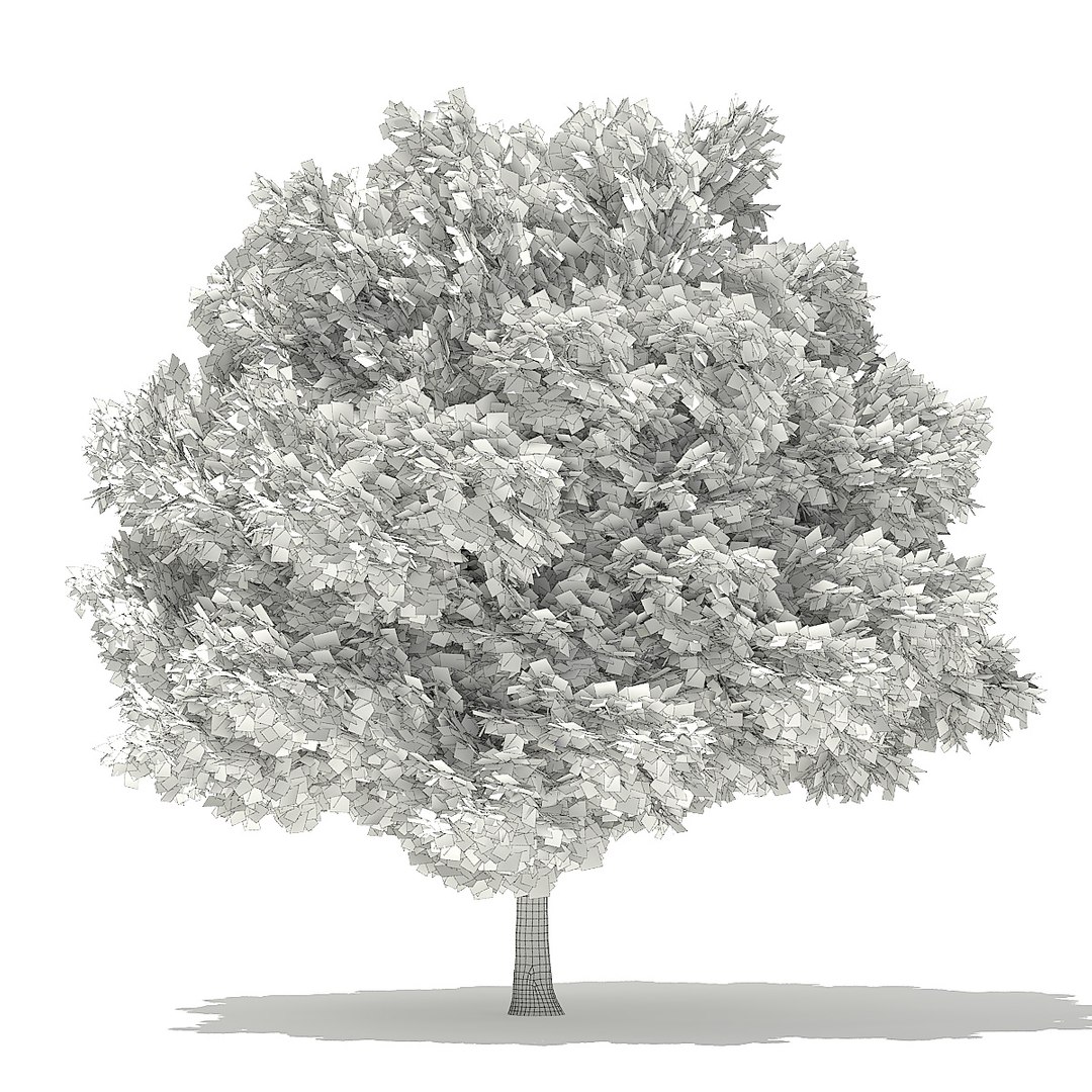 trees deciduous american 3D https://p.turbosquid.com/ts-thumb/nQ/KXVgsJ/2jOYqEoW/cgaxis_models_109_3700grid/jpg/1552595691/1920x1080/fit_q87/7845733ac53ba3a98c0b4710286f20d5569e027b/cgaxis_models_109_3700grid.jpg