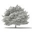 Trees 3D Models Collection FBX OBJ