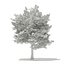 Trees 3D Models Collection FBX OBJ