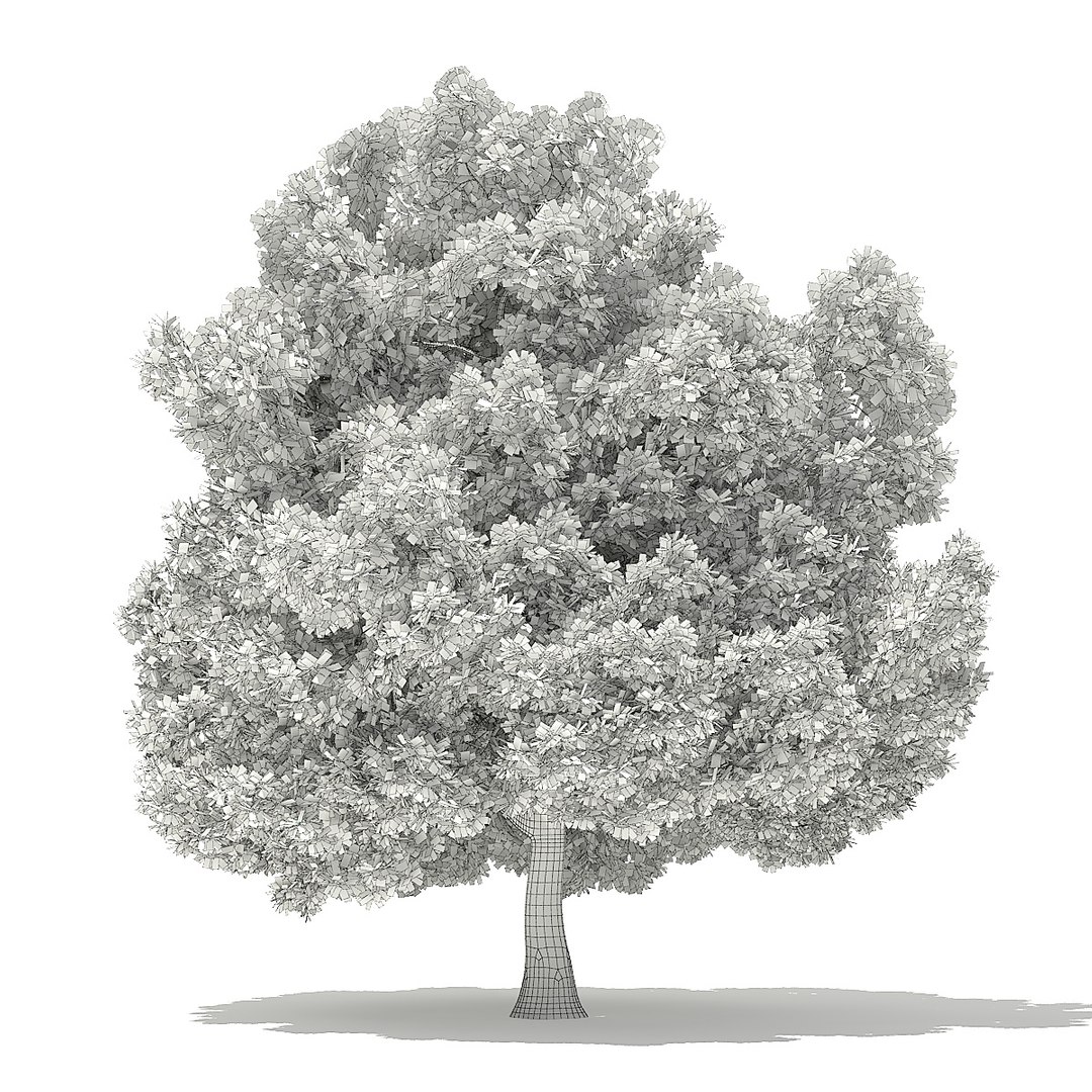 trees deciduous american 3D https://p.turbosquid.com/ts-thumb/nQ/KXVgsJ/7m3vRpv7/cgaxis_models_109_1700grid/jpg/1552595689/1920x1080/fit_q87/c700262eb86651e4a0cb4ebe039b6e4a9fb33c6b/cgaxis_models_109_1700grid.jpg