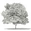 Trees 3D Models Collection FBX OBJ