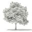 Trees 3D Models Collection FBX OBJ