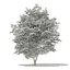 Trees 3D Models Collection FBX OBJ