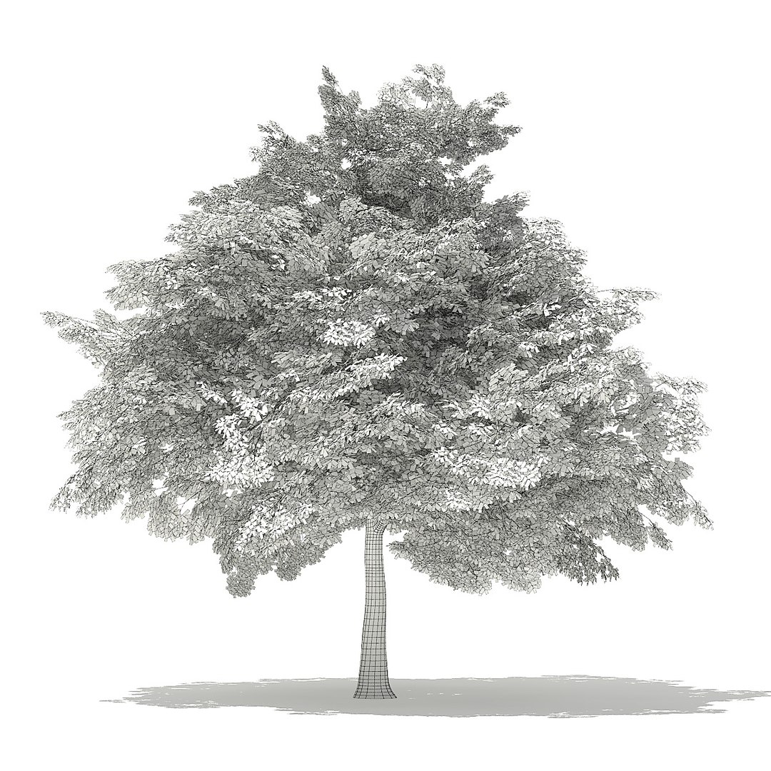trees deciduous american 3D https://p.turbosquid.com/ts-thumb/nQ/KXVgsJ/IPjRW2z2/cgaxis_models_109_1200grid/jpg/1552595688/1920x1080/fit_q87/fd9525711884b4dea6687c4093202c6e6f8e414b/cgaxis_models_109_1200grid.jpg