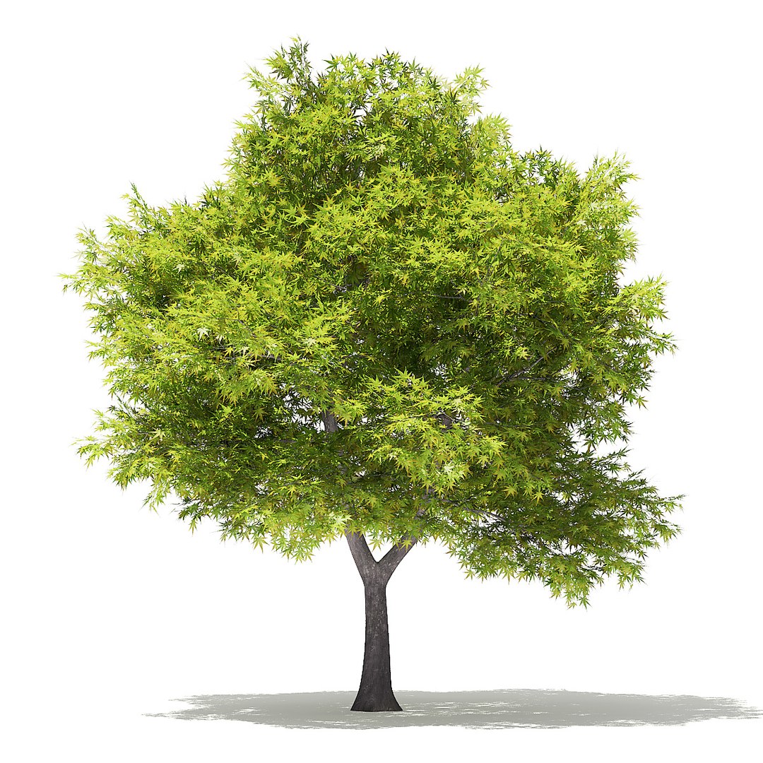 trees deciduous american 3D https://p.turbosquid.com/ts-thumb/nQ/KXVgsJ/KgsgaB2v/cgaxis_models_109_3900/jpg/1552595691/1920x1080/fit_q87/b92a1d15359e6cc14117a8ea2903f6910e65c6e6/cgaxis_models_109_3900.jpg