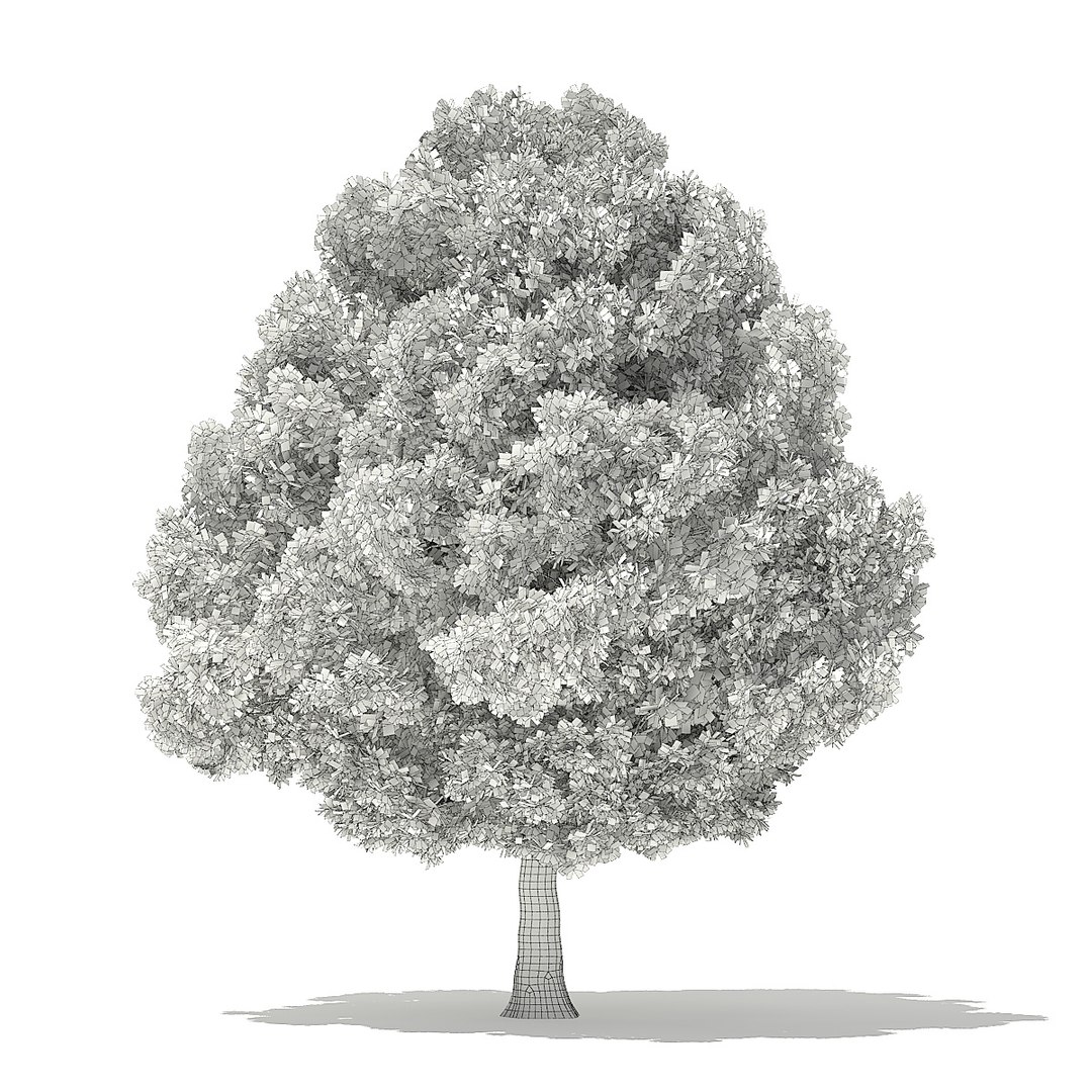 trees deciduous american 3D https://p.turbosquid.com/ts-thumb/nQ/KXVgsJ/NGp69Mk9/cgaxis_models_109_2300grid/jpg/1552595689/1920x1080/fit_q87/694c41a8a49f4ac2954a0c302539b251bc84ac33/cgaxis_models_109_2300grid.jpg