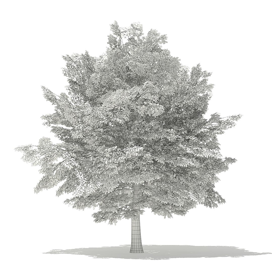 trees deciduous american 3D https://p.turbosquid.com/ts-thumb/nQ/KXVgsJ/OYnL4bRl/cgaxis_models_109_0300grid/jpg/1552595687/1920x1080/fit_q87/4e86e9ecd1e0aa2a08887c9bb090221455e08b04/cgaxis_models_109_0300grid.jpg
