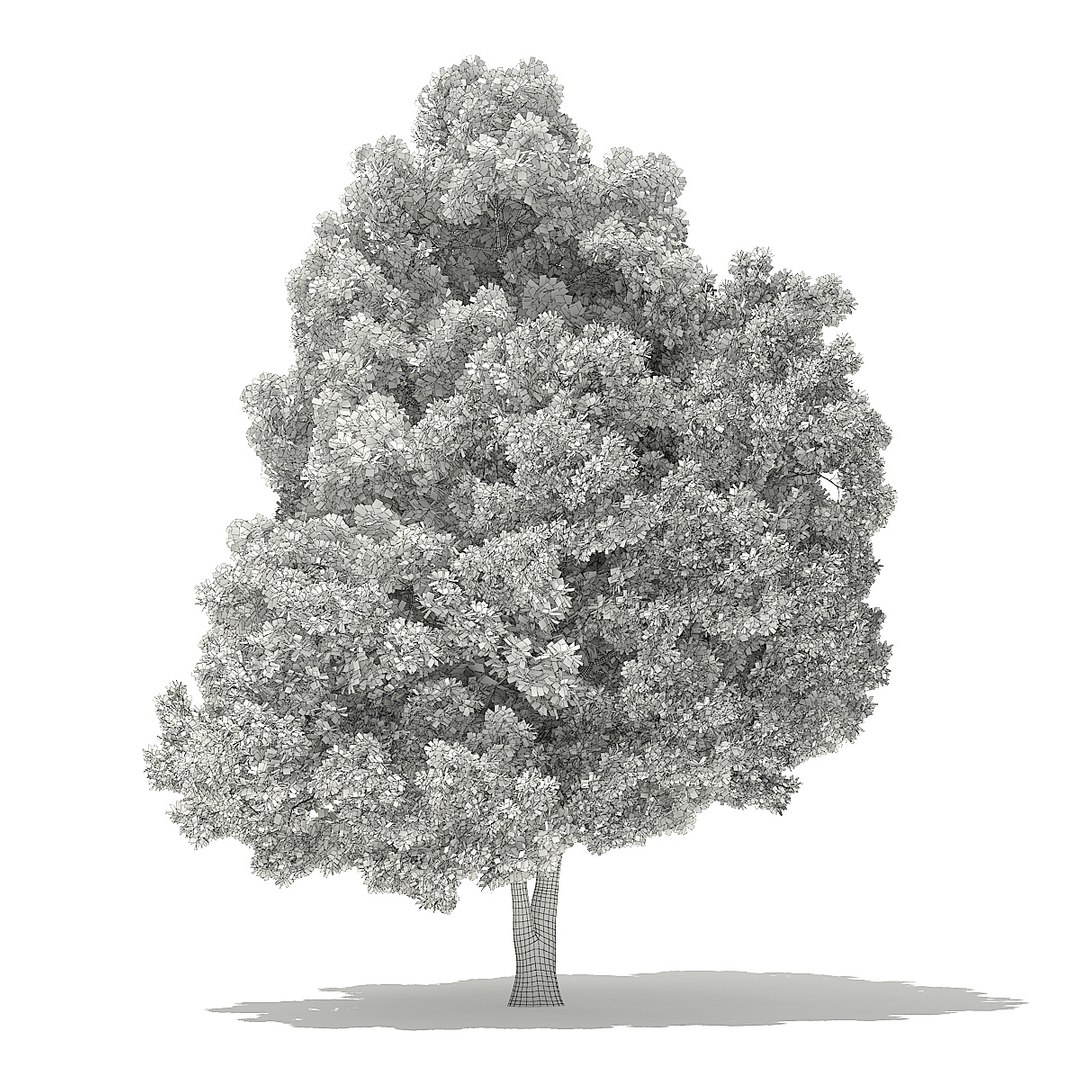 trees deciduous american 3D https://p.turbosquid.com/ts-thumb/nQ/KXVgsJ/QrXTs4WO/cgaxis_models_109_2100grid/jpg/1552595689/1920x1080/fit_q87/df13d56d2c24779b5027b93938cf82c1e399edcc/cgaxis_models_109_2100grid.jpg
