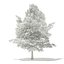 Trees 3D Models Collection FBX OBJ