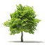 Trees 3D Models Collection FBX OBJ