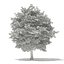 Trees 3D Models Collection FBX OBJ