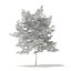 Trees 3D Models Collection FBX OBJ