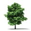 Trees 3D Models Collection FBX OBJ