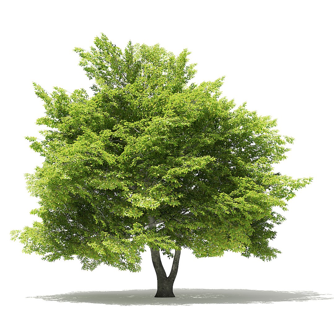 trees deciduous american 3D https://p.turbosquid.com/ts-thumb/nQ/KXVgsJ/aHwVkKE4/cgaxis_models_109_0100/jpg/1552595687/1920x1080/fit_q87/0bef9177da3042958b70fa25e11720c9c8240a65/cgaxis_models_109_0100.jpg