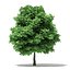 Trees 3D Models Collection FBX OBJ