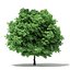 Trees 3D Models Collection FBX OBJ