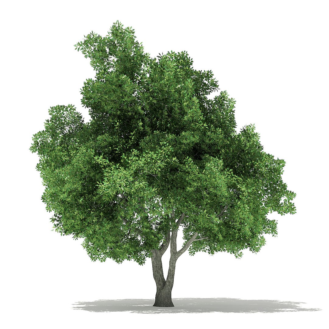trees deciduous american 3D https://p.turbosquid.com/ts-thumb/nQ/KXVgsJ/bDQjjxo0/cgaxis_models_109_1600/jpg/1552595689/1920x1080/fit_q87/c06db6e6d0279b796ee4f49e3d90e299ef2865ae/cgaxis_models_109_1600.jpg