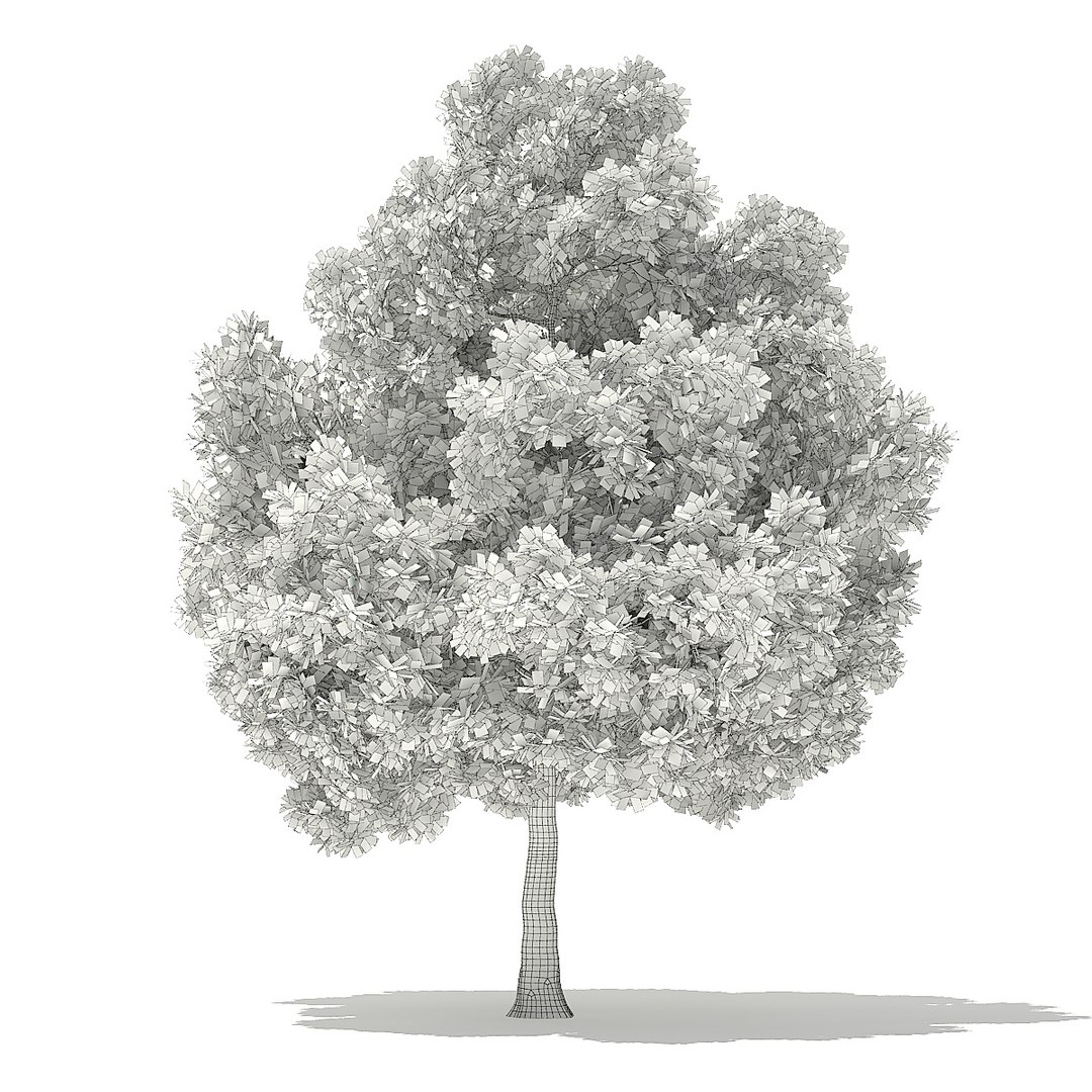 trees deciduous american 3D https://p.turbosquid.com/ts-thumb/nQ/KXVgsJ/dLDjXSzo/cgaxis_models_109_1800grid/jpg/1552595689/1920x1080/fit_q87/ddc0283dcc3108b4f6c3f5c58cfb2d0b43e0ea6f/cgaxis_models_109_1800grid.jpg