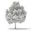 Trees 3D Models Collection FBX OBJ