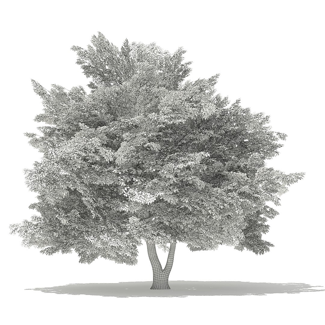 trees deciduous american 3D https://p.turbosquid.com/ts-thumb/nQ/KXVgsJ/dptWvcE1/cgaxis_models_109_0100grid/jpg/1552595687/1920x1080/fit_q87/c61036c97821c850155aa0e3e71aa267d04b3575/cgaxis_models_109_0100grid.jpg