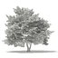 Trees 3D Models Collection FBX OBJ