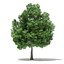 Trees 3D Models Collection FBX OBJ