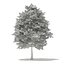 Trees 3D Models Collection FBX OBJ