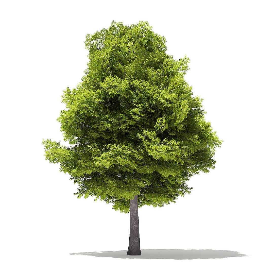 trees deciduous american 3D https://p.turbosquid.com/ts-thumb/nQ/KXVgsJ/nYtQ3aZV/cgaxis_models_109_3800/jpg/1552595691/1920x1080/fit_q87/5efbcb6f34d9a1f0f7e62d4f7a073208b47f9986/cgaxis_models_109_3800.jpg