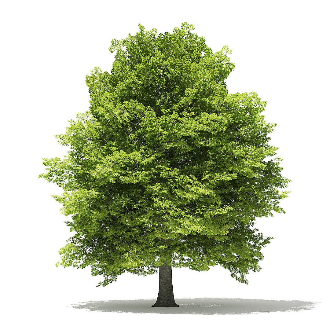 trees deciduous american 3D https://p.turbosquid.com/ts-thumb/nQ/KXVgsJ/pTQe1n8P/cgaxis_models_109_0500/jpg/1552595687/1920x1080/fit_q87/04a778df98e391ced12b3023900940c0118739cc/cgaxis_models_109_0500.jpg