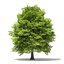Trees 3D Models Collection FBX OBJ