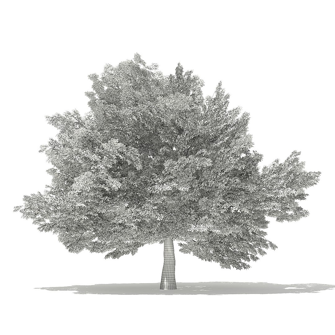 trees deciduous american 3D https://p.turbosquid.com/ts-thumb/nQ/KXVgsJ/qDfBE0WU/cgaxis_models_109_0200grid/jpg/1552595687/1920x1080/fit_q87/1fdca565c5e2ddbe082f5c0db5c8433ac1d3ac66/cgaxis_models_109_0200grid.jpg