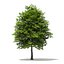 Trees 3D Models Collection FBX OBJ