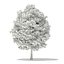 Trees 3D Models Collection FBX OBJ