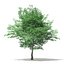 Trees 3D Models Collection FBX OBJ