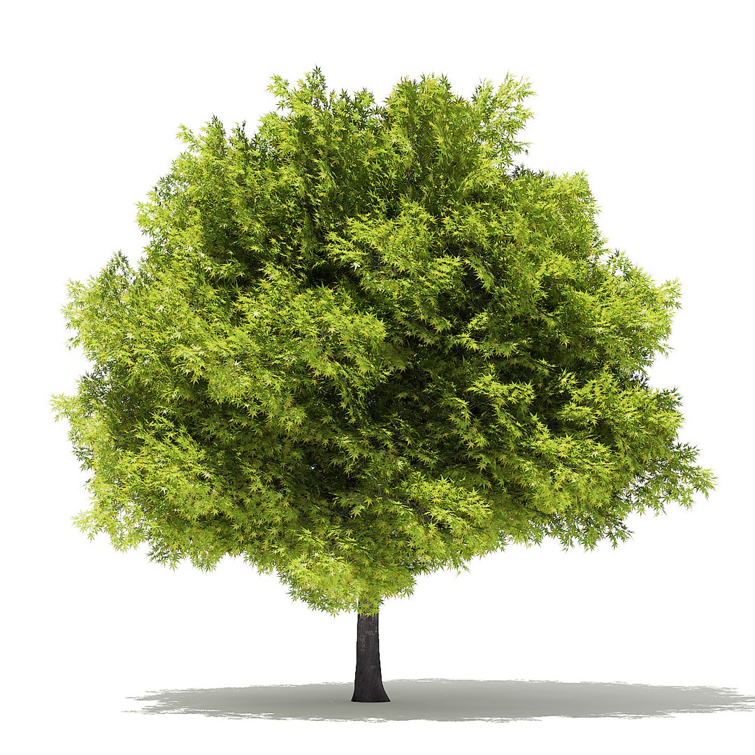 trees deciduous american 3D https://p.turbosquid.com/ts-thumb/nQ/KXVgsJ/sY5rOdzB/cgaxis_models_109_3700/jpg/1552595691/1920x1080/fit_q87/b0e9252e43b24fc2df8840b429d81110ce8a254d/cgaxis_models_109_3700.jpg