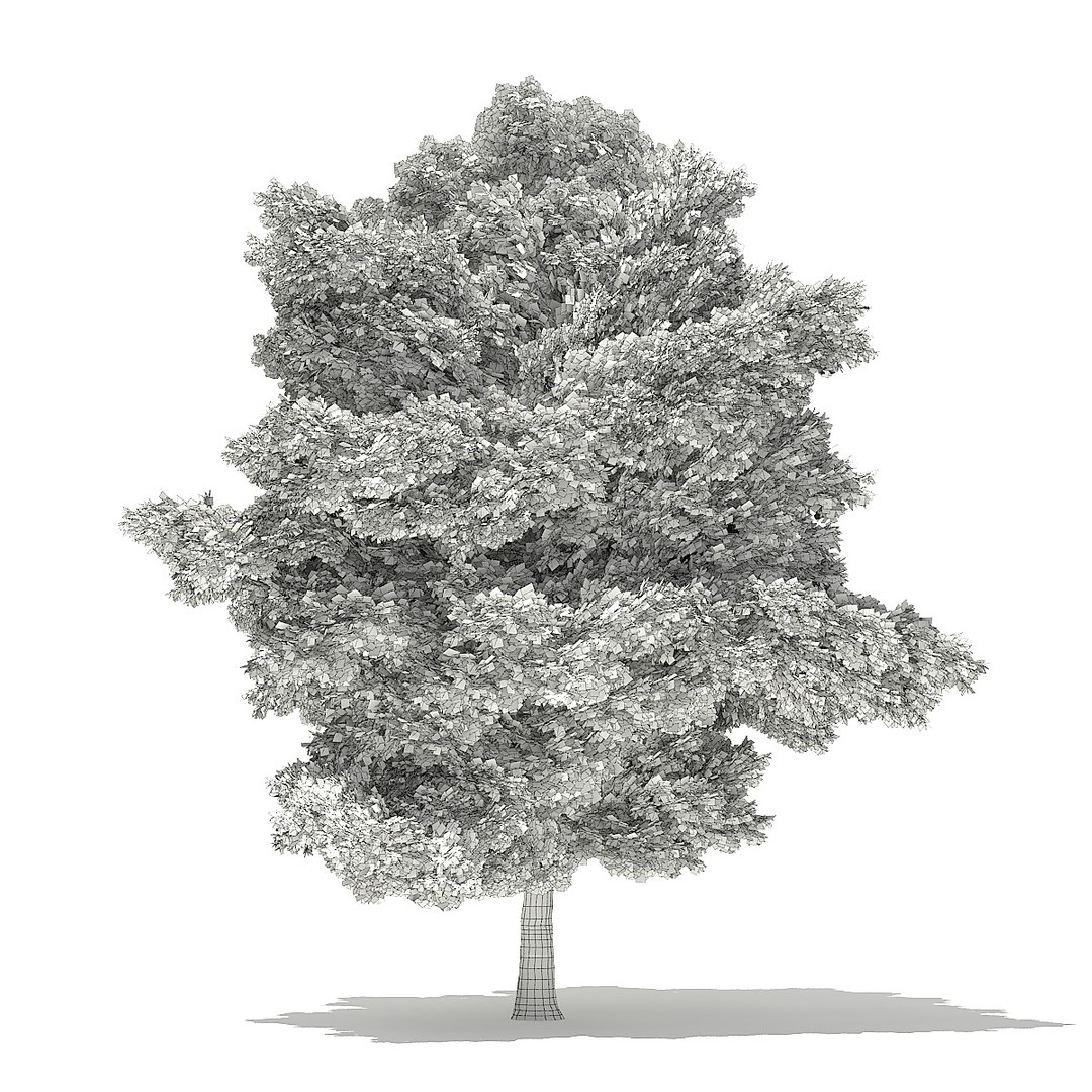trees deciduous american 3D https://p.turbosquid.com/ts-thumb/nQ/KXVgsJ/tBV81hLX/cgaxis_models_109_3400grid/jpg/1552595691/1920x1080/fit_q87/e48e33220c1aded79de2cb1cb95ca2387502aa31/cgaxis_models_109_3400grid.jpg