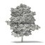Trees 3D Models Collection FBX OBJ