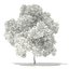 Trees 3D Models Collection FBX OBJ