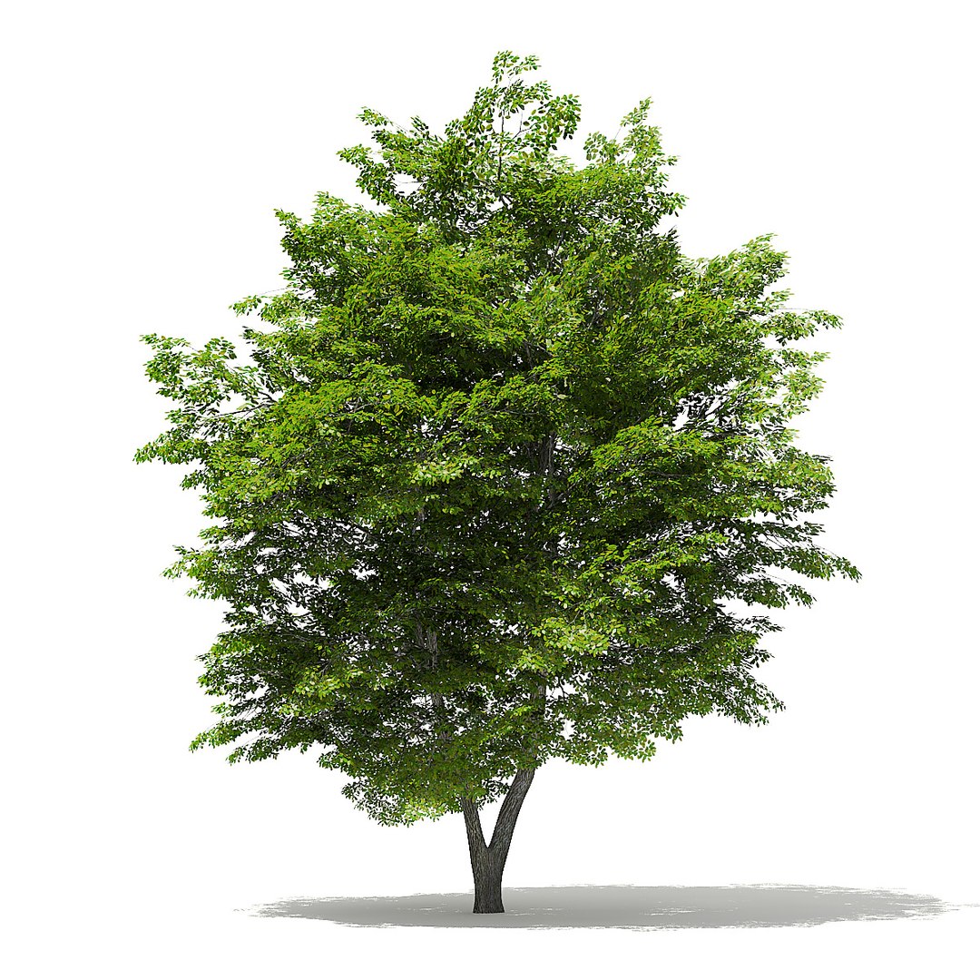 trees deciduous american 3D https://p.turbosquid.com/ts-thumb/nQ/KXVgsJ/ycGfqGQk/cgaxis_models_109_1400/jpg/1552595688/1920x1080/fit_q87/93d91dbaa2196fb01fc5be32157b21c73dcfcb5b/cgaxis_models_109_1400.jpg