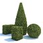 Boxwood - Set-3
