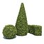 Boxwood - Set-3
