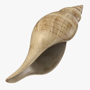 tulip shell c4d