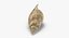 Shell Tulip