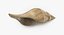 Shell Tulip