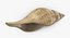 Shell Tulip
