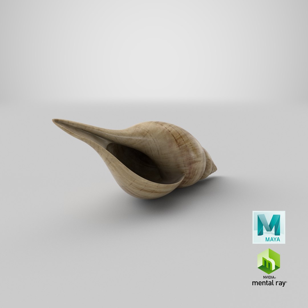 tulip shell c4d https://p.turbosquid.com/ts-thumb/nQ/NSCX0T/yyzYCBQW/stemcell_maya_mental_ray_render/png/1545414700/1920x1080/fit_q87/4c022699b63d47b7846a7dd7530835a0264f8087/stemcell_maya_mental_ray_render.jpg