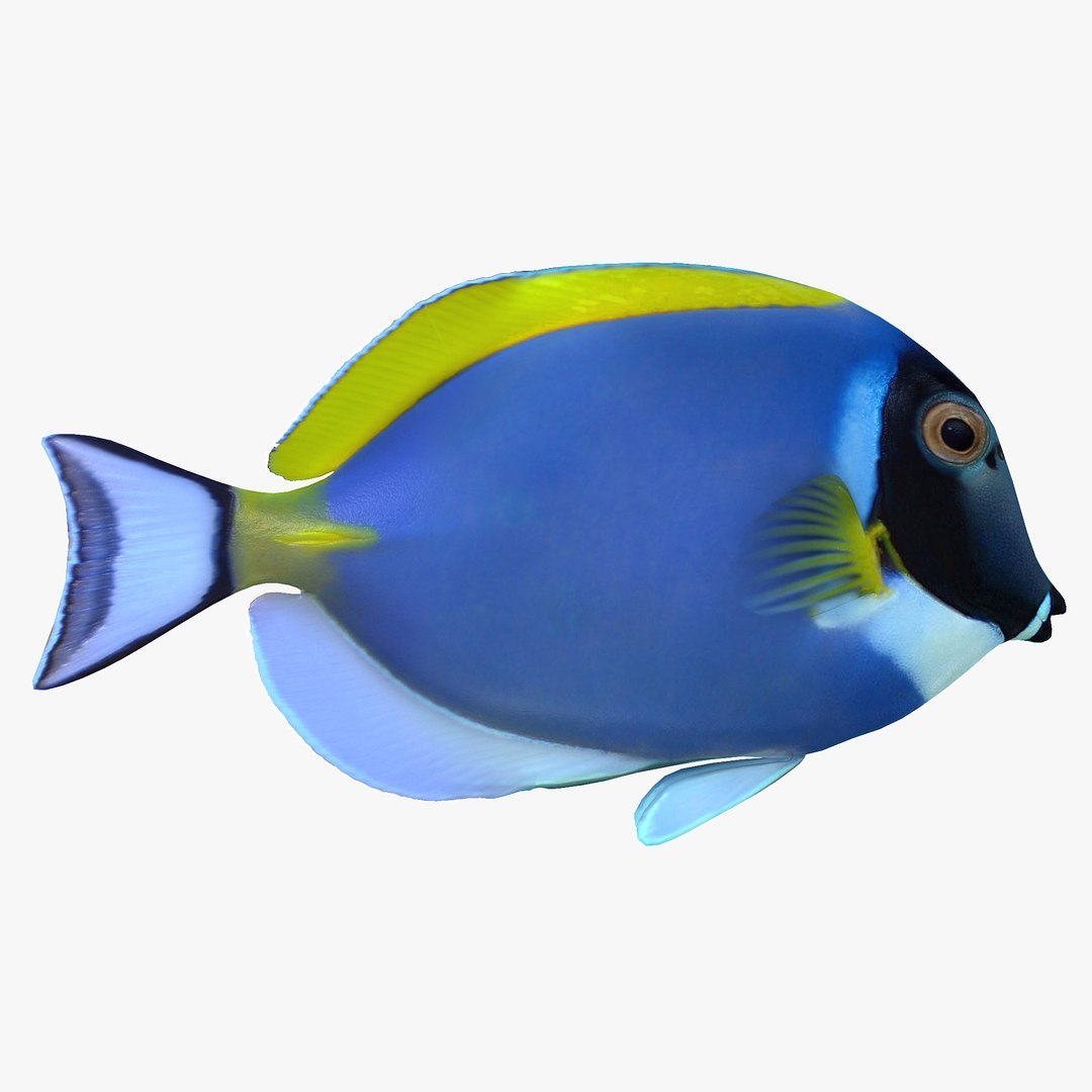 Powder Blue Tang - Georgia Aquarium